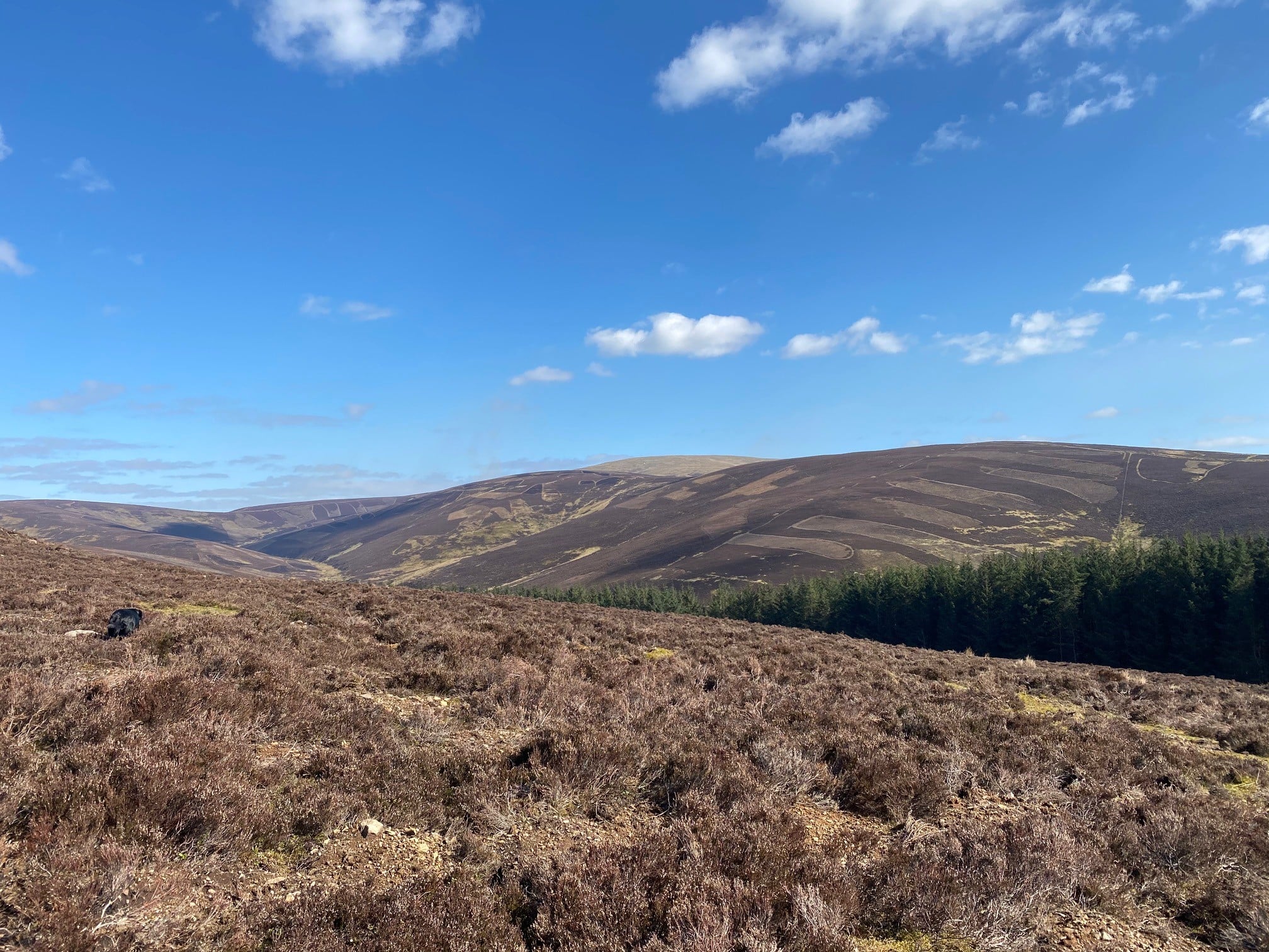 Long Term Management